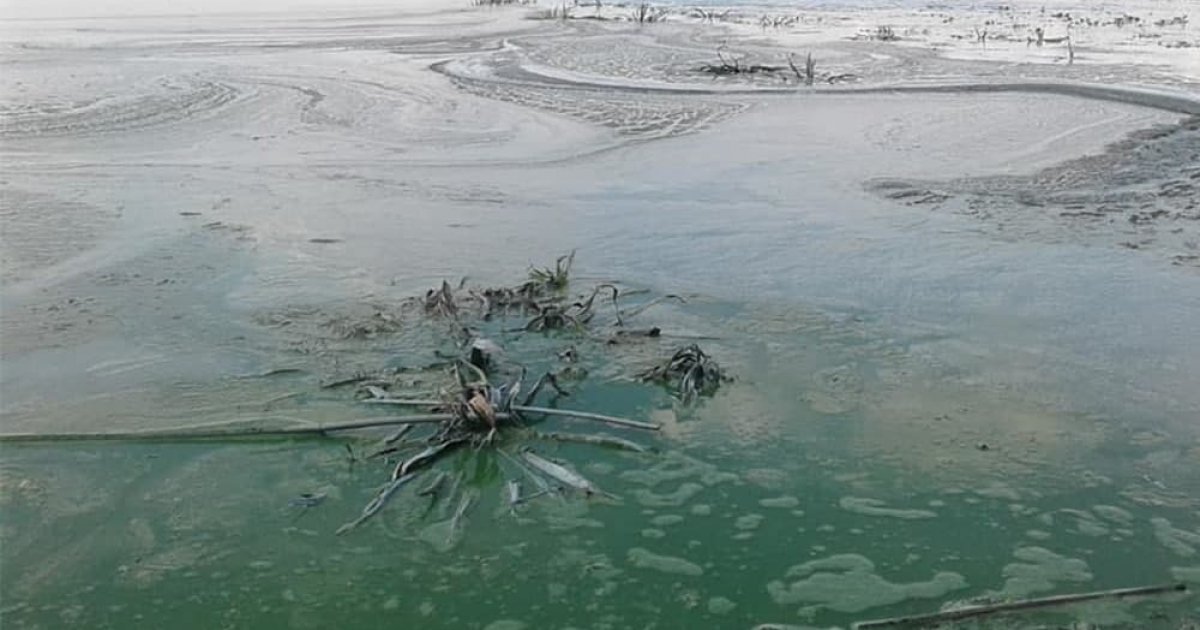 В українських річках рівень токсинів перевищує норму у 40 разів
